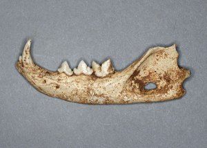 Fosilna spodnja čeljustnica divje mačke (Felis silvestris)